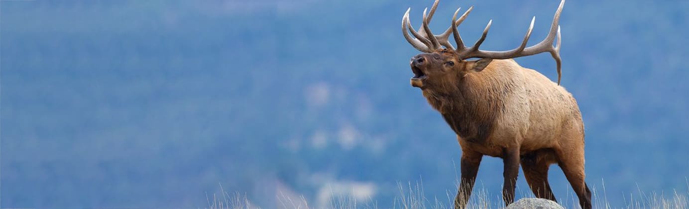 A large deer with horns is standing in the grass.