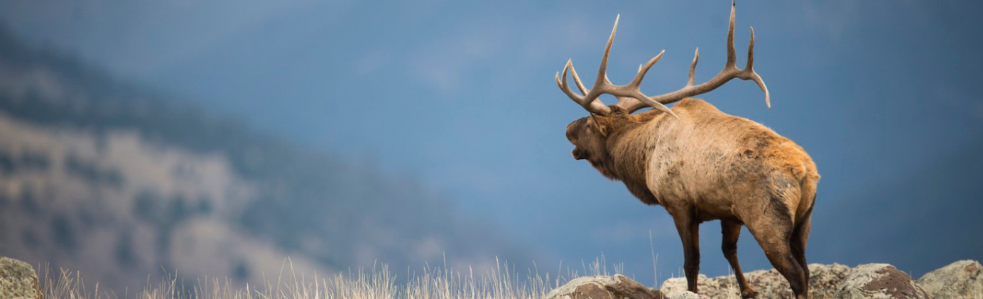 A large bull elk with horns in the grass.