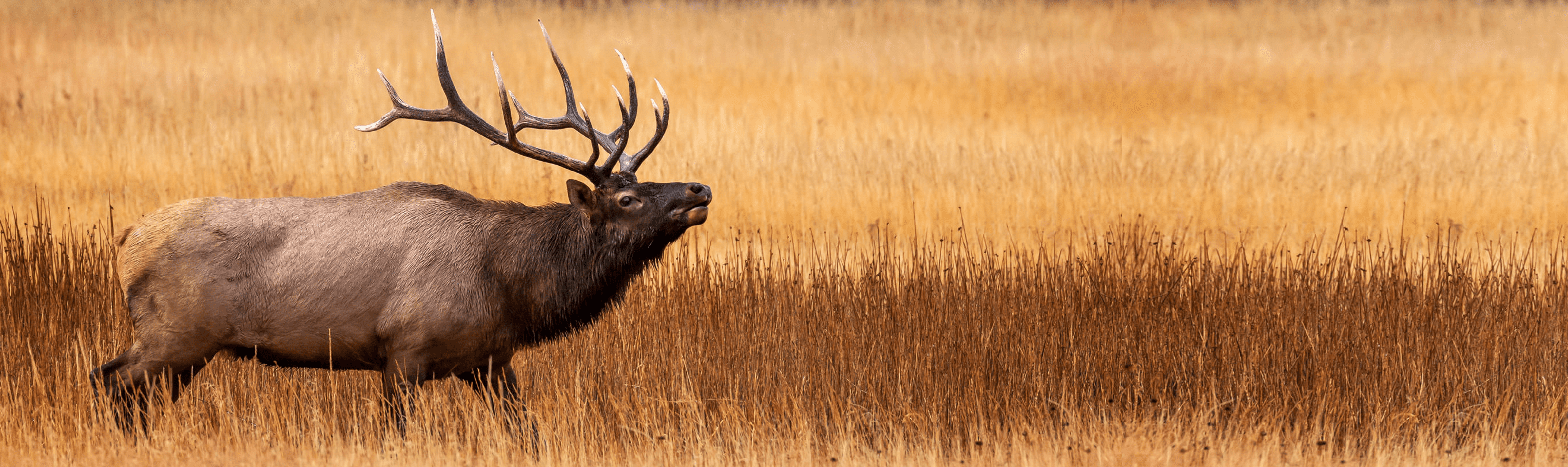 A deer with large antlers standing in tall grass.