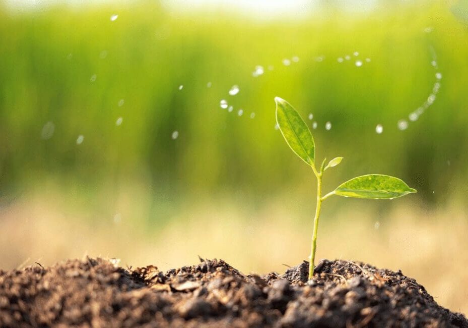 A small plant is growing in the dirt.